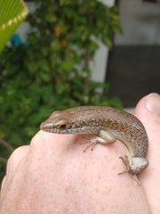 Trachylepis maculilabris