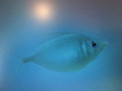 Parequula melbournensis