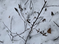 Rhododendron tomentosum