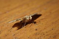 Mesoptila melanolopha