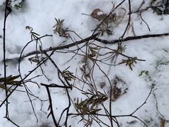 Rhododendron tomentosum