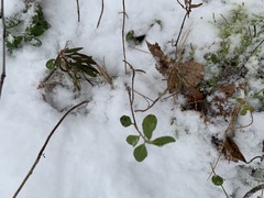 Vaccinium vitis-idaea