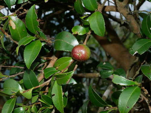 Image of Camellia brevistyla by (c) Jacy Chen, some rights reserved (CC BY)