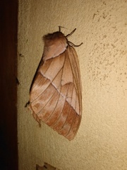 Pseudodirphia agis