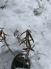 Rhododendron tomentosum