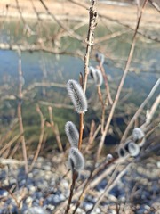 Salix gracilistyla