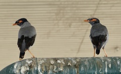 Acridotheres ginginianus