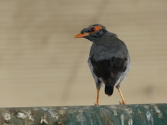 Acridotheres ginginianus