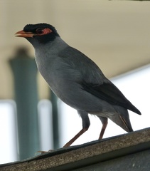 Acridotheres ginginianus