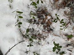 Vaccinium vitis-idaea