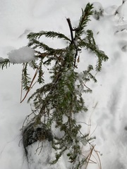 Picea obovata