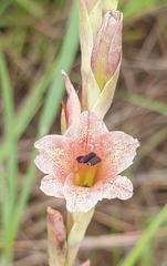 Gladiolus densiflorus