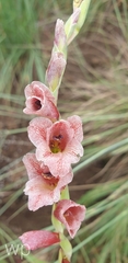 Gladiolus densiflorus