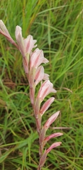 Gladiolus densiflorus