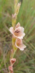 Gladiolus densiflorus