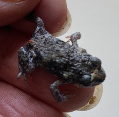 Crinia pseudinsignifera