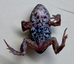 Crinia pseudinsignifera