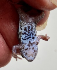 Crinia pseudinsignifera