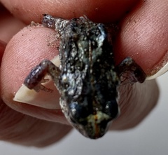 Crinia pseudinsignifera