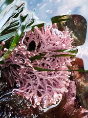 Calliarthron tuberculosum