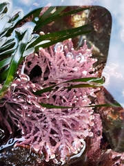 Calliarthron tuberculosum