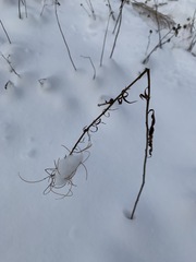 Chamaenerion angustifolium