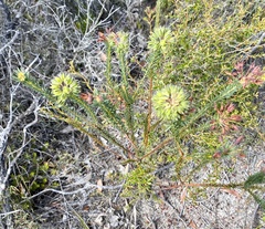 Gompholobium confertum