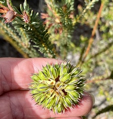 Gompholobium confertum
