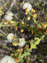 Acacia biflora
