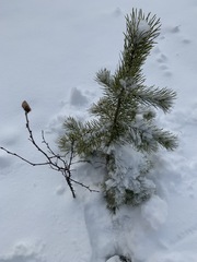 Pinus sylvestris