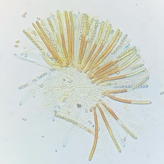 Geoscypha violacea