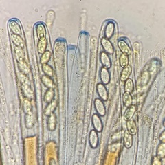 Geoscypha violacea