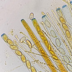 Geoscypha violacea