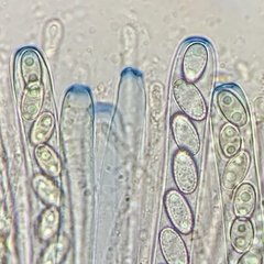 Geoscypha violacea