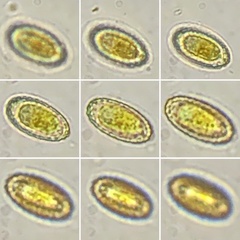Geoscypha violacea