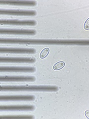 Geoscypha violacea