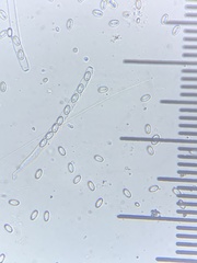 Geoscypha violacea
