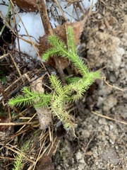Lycopodium clavatum