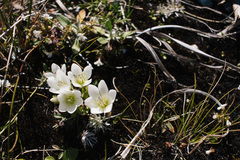 Gentianella bellidifolia
