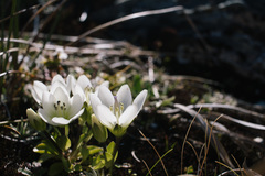 Gentianella bellidifolia