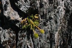 Ranunculus sericophyllus