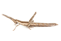 Vandiemenella viatica