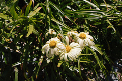 Dolichoglottis lyallii × scorzoneroides