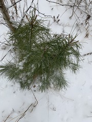 Pinus sibirica