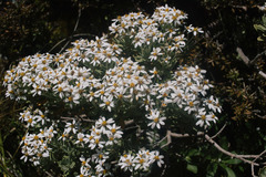 Olearia moschata