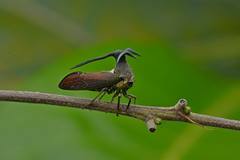 Elaphiceps cervus