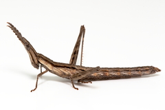 Vandiemenella viatica