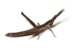 Vandiemenella viatica