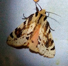 Spilosoma kebea