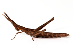 Vandiemenella viatica